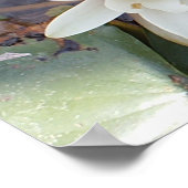 POSTER LOTUS BLANC (Coin)