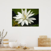 Poster Lotus blanc (Cuisine)
