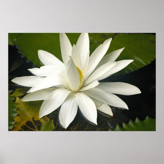 Poster Lotus blanc (Devant)
