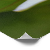 Poster Lotus blanc (Coin)