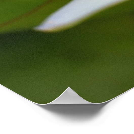 Poster Lotus blanc (Coin)