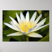 Poster Lotus blanc (Devant)