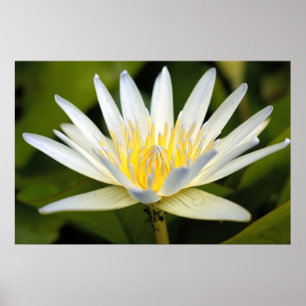Poster Lotus blanc