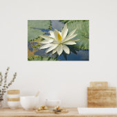 Poster Lotus blanc (Cuisine)