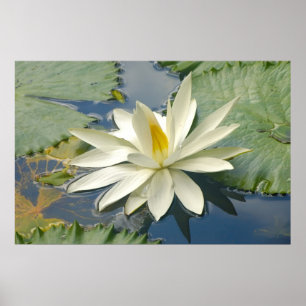 Poster Lotus blanc
