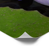 Poster lotus bleu du Nil (Coin)