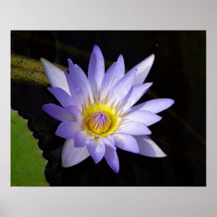 Poster lotus bleu du Nil