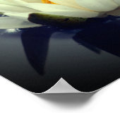 Poster Lotus Blossom (Coin)