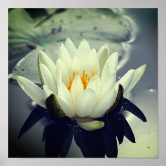 Poster Lotus Blossom (Devant)