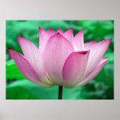 Poster Lotus Blossom (Devant)