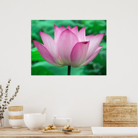 Poster Lotus Blossom (Cuisine)