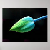 Poster Lotus Bud (Devant)