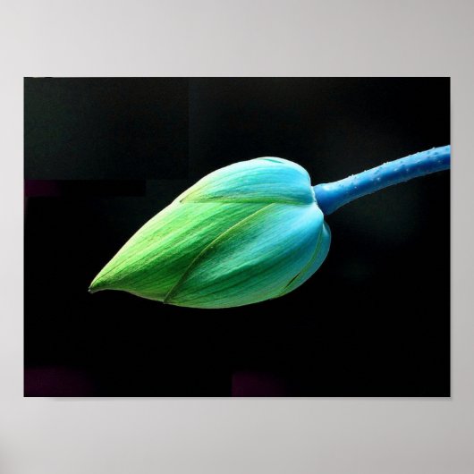 Poster Lotus Bud (Devant)