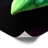 Poster Lotus Bud (Coin)