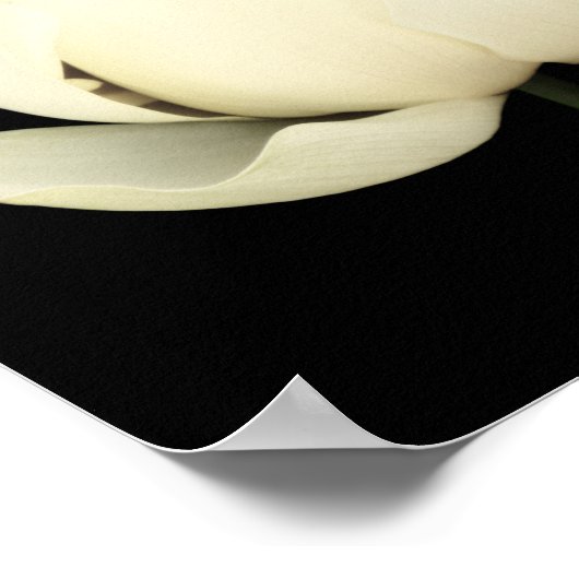 Poster Lotus Bud (Coin)