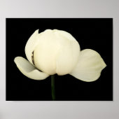 Poster Lotus Bud (Devant)