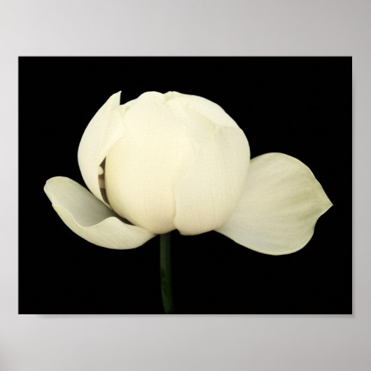 Poster Lotus Bud (Devant)