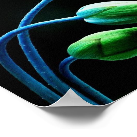 Poster Lotus Buds (Coin)