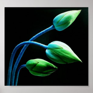 Poster Lotus Buds