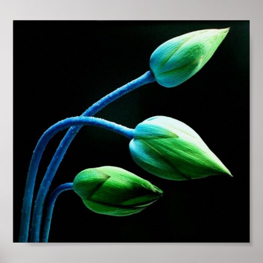 Poster Lotus Buds (Devant)