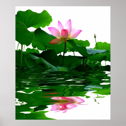 Poster Lotus eau verte zen tranquillité paix belle (Devant)