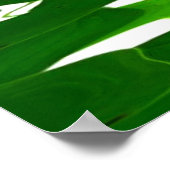 Poster Lotus eau verte zen tranquillité paix belle (Coin)