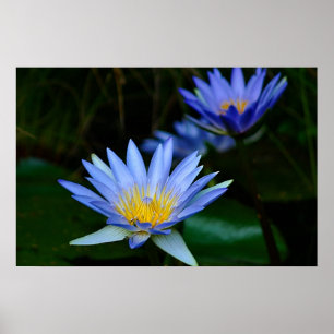 Poster Lotus flower and meaning