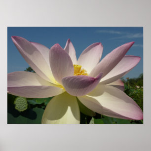 Poster Lotus Flower et Blue Sky I