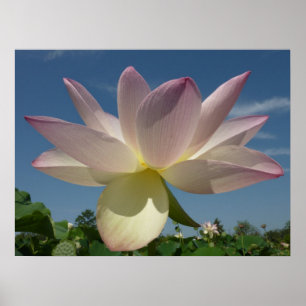 Poster Lotus Flower et Blue Sky II