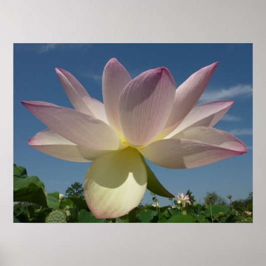 Poster Lotus Flower et Blue Sky II (Devant)