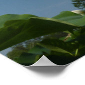 Poster Lotus Flower et Blue Sky II (Coin)