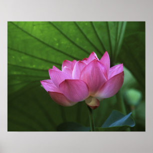 Poster Lotus Ohga, jardin Sankei-en, Yokohama, Japon