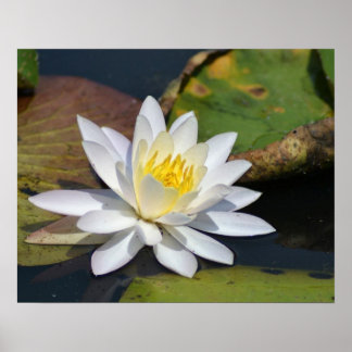 Poster Lotus paisible pour un espace qui a besoin de zen