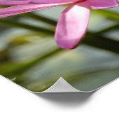 Poster Lotus rose (Coin)