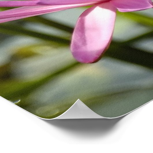 Poster Lotus rose (Coin)