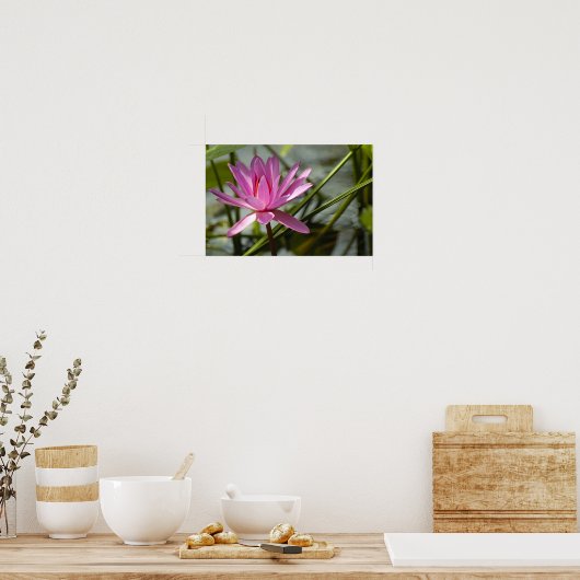 Poster Lotus rose (Cuisine)