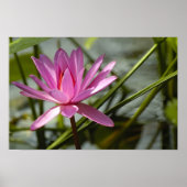 Poster Lotus rose (Devant)
