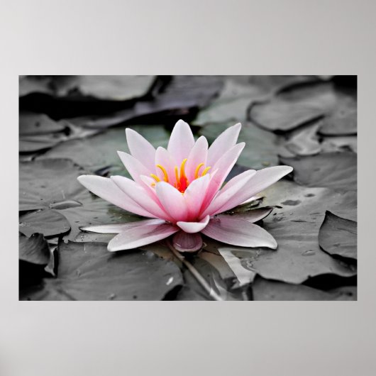 Poster Lotus rose (Devant)