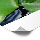 Poster Lotus rose (Coin)