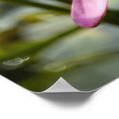 Poster Lotus rose (Coin)