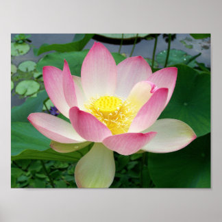 Poster "Lotus sacré"