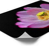 Poster Lotusblume (Coin)