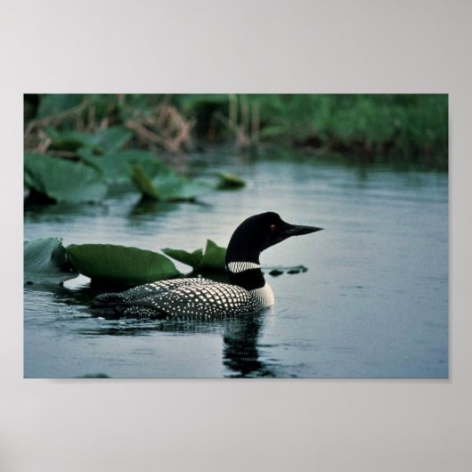 Poster Lou commun sur l'eau (Devant)