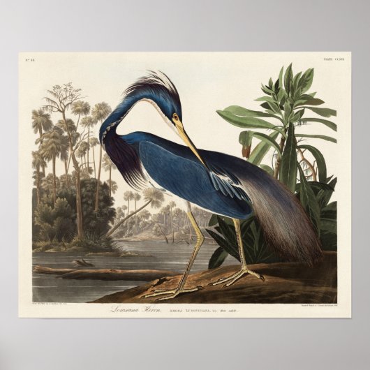 Poster Louisiana Heron d'Oiseaux d'Amérique (Devant)