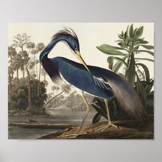 Poster Louisiana Heron d'Oiseaux d'Amérique (Devant)