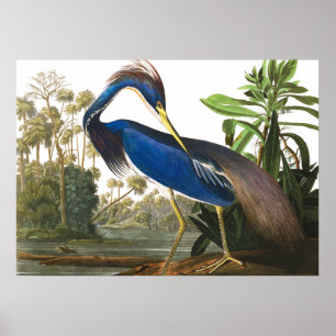 Poster Louisiana Heron par John James Audubon