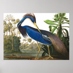 Poster Louisiana Heron par John James Audubon
