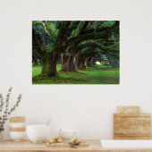 POSTER LOUISIANA LIVE OAK TREBES (Cuisine)