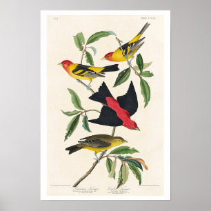 Poster Louisiana Tanager et Scarlet Tanager par Audubon