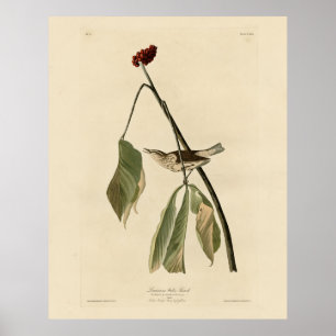 Poster Louisiana Water Thrush, Audubon's Birds of America